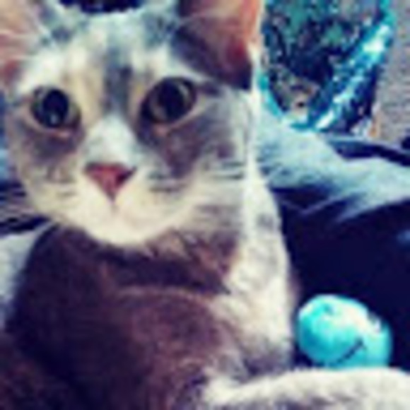 Meet your Posher, Estrella - Picture 1 of 1